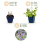 Katzenminze - Nepeta faassenii -  Bienen- und Schmetterlingsmagneten - Lila - 1 Pflanzen - Topf 11cm - Höhe 15-25cm