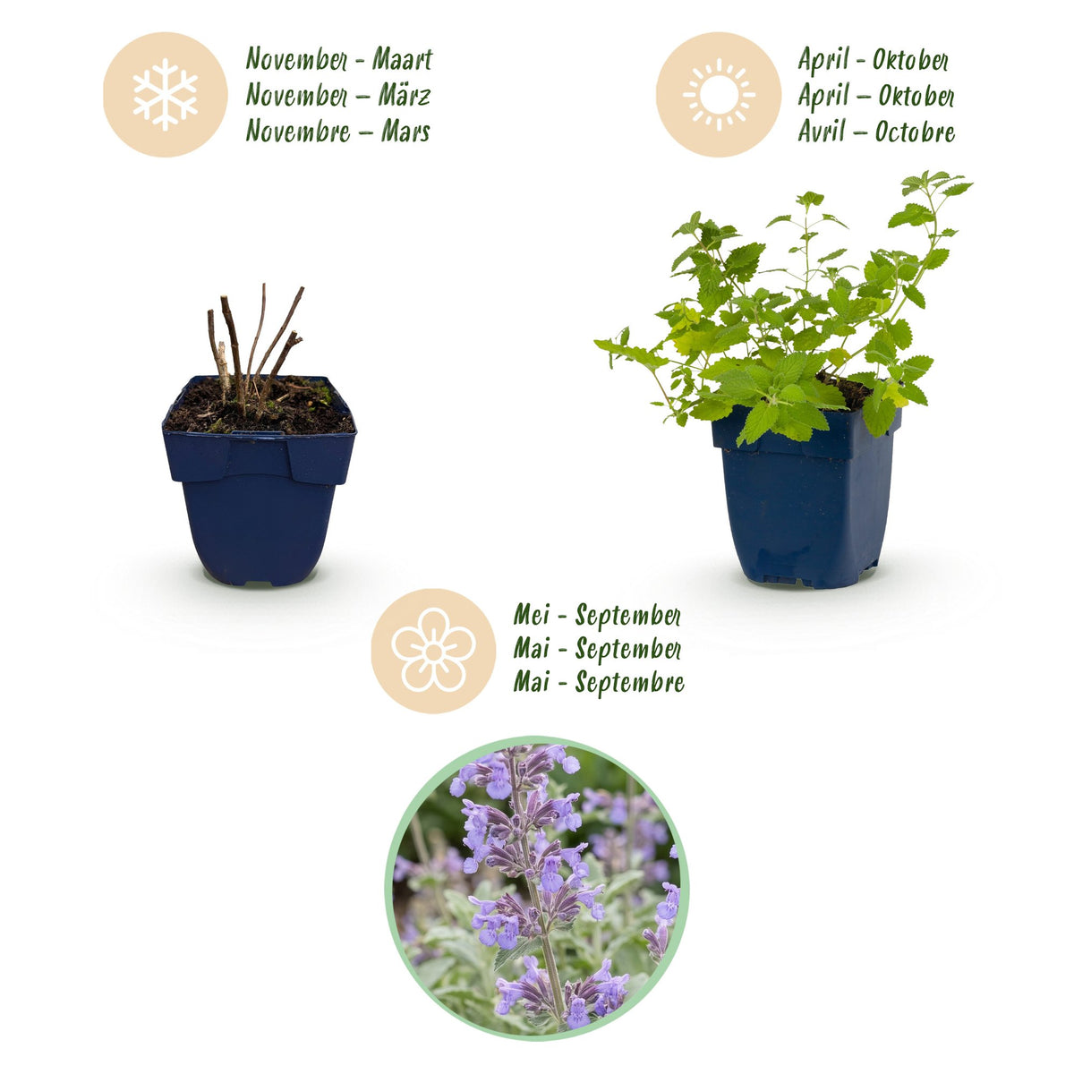 Katzenminze - Nepeta faassenii -  Bienen- und Schmetterlingsmagneten - Lila - 1 Pflanzen - Topf 11cm - Höhe 15-25cm