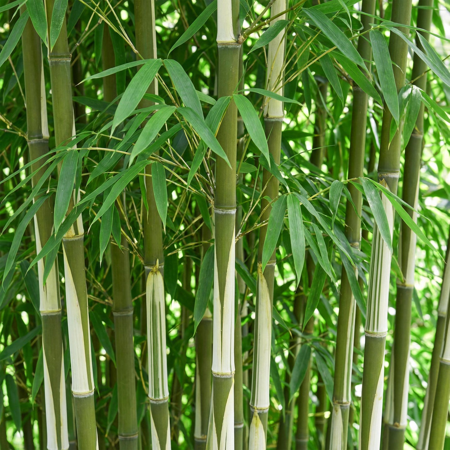 Gräser - Fargesia robusta Pingwu - Bambus - Wuchsform: Nicht Ausläuferbildend - Grün - 2 Pflanzen - Topf 23 cm - Höhe 80 cm