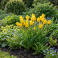 40x Tulipa Sylvestris - Wild tulip - Yellow - Naturalizing bulb - Bulb size 5/6