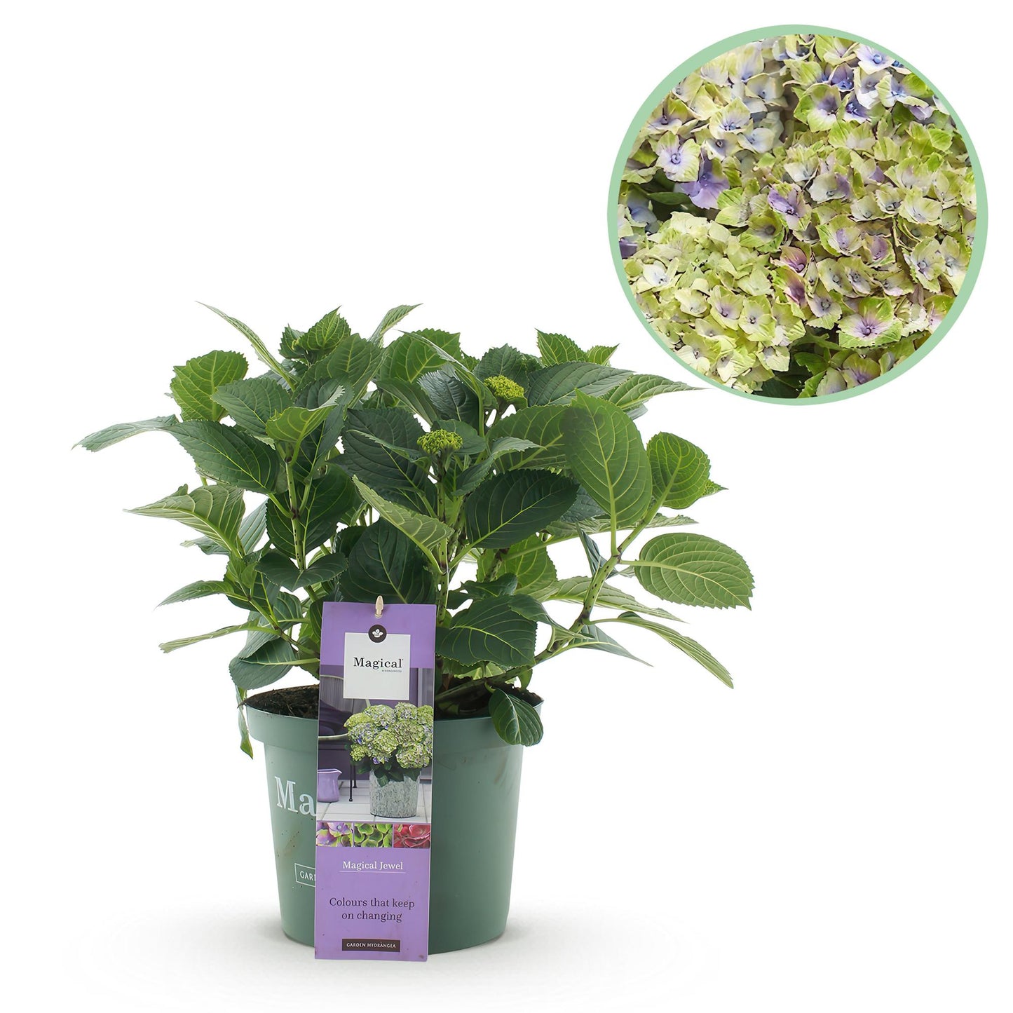 Hortensie - Hydrangea Magical Jewel Blue - Blau - 6-10 Blumen - Topf 23cm Höhe 55cm