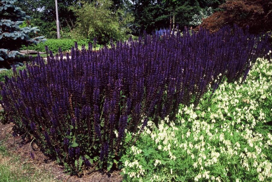 Steppen Salbei - 6x Salvia nem. 'Mainacht' - ↕10-25cm - Ø9cm