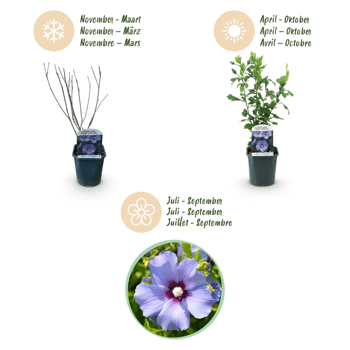 Hibiscus syriacus Oiseau Blue - Blüte Blau - 1 Pflanze - Laubabwerfend - Wenig Pflege - Topf 17cm Höhe 45cm