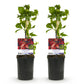 Wilde Wein - Parthenocissus Engelmannii - Blatt Grün später Rot - Wenig Pflege - 2 Pflanzen - Topf 11cm Höhe 40cm