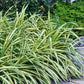 Ziergräser - Carex oshimensis Evergold - Gelb & Grün - 1 Pflanze - Immergrün - Winterhart - Topf 17cm Höhe 50cm