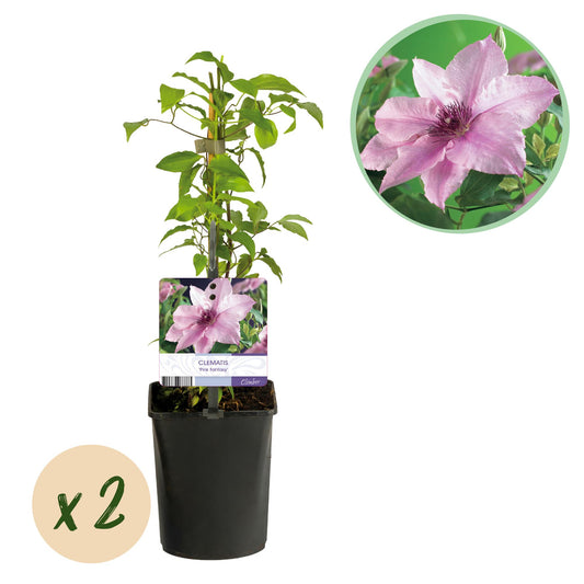 Kletterpflanze - Clematis Pink Fantasy - Blüte Rosa - Wenig Pflege - 2 Pflanzen - Topf 11cm Höhe 40cm