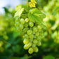 Obstpflanze - Vitis vinifera Himrod - Weintraubenpflanze - Kernenlos - Weiße Traube - 2 Pflanzen - Topf 15cm - Höhe 50cm