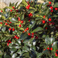 Ilex meserveae Blue Maid - Stamm-Pflanze  -  Terrassenpflanze - Immergrün - Winterhart - Rote Beeren - Topf 19cm Höhe 90cm