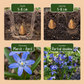 50x Scilla Siberica - Sibirischer Blaustern - Blau - Verwilderungszwiebel - Zwiebelgröße 7/8