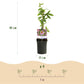 Passiflora Anastasia - Blume Rosa - Wenig Pflege - 2 Pflanzen - Topf 11cm Höhe 40cm