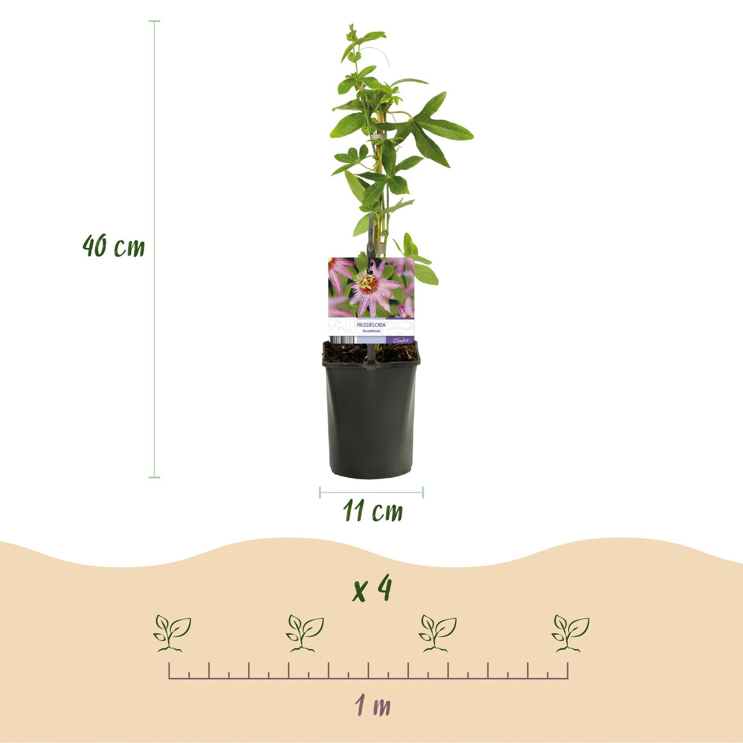 Passiflora Anastasia - Blume Rosa - Wenig Pflege - 2 Pflanzen - Topf 11cm Höhe 40cm