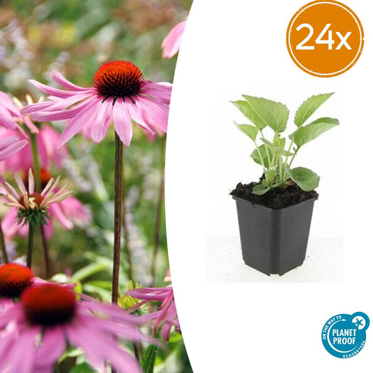 Purpur Sonnenhut - 24x Echinacea p. 'Magnus' - ↕10-25cm - Ø9cm