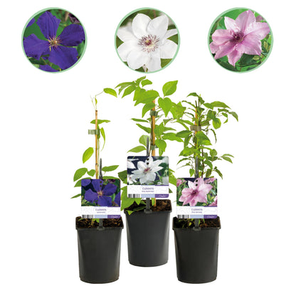Kletterpflanze - Clematis Tricolour - Blüte Rosa Weiß Lila - Wenig Pflege - 3 Pflanzen - Topf 11cm Höhe 40cm GreenboutiQ - Kletterpflanze - Clematis Rainbow - Blüte Rosa Weiß Lila Rot - Wenig Pflege - 4 Pflanzen - Topf 11cm Höhe 40cm"
