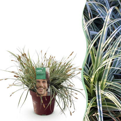Ziergräser - Carex oshimensis Everest - Weiß und Grün - 1 Pflanze - Immergrün - Winterhart - Topf 17cm Höhe 50cm