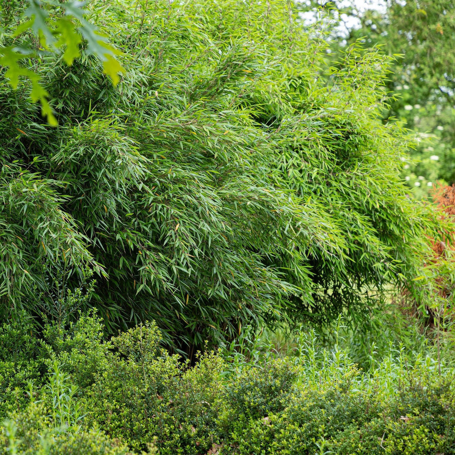 Gräser - Fargesia nitida Red Dragon - Bambus - Nicht Wuchernd - Grün - 2 Pflanzen - Topf 23 cm - Höhe 80 cm