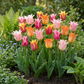 48x Tulipa Ballade mix - Ballade mix tulip - Miscellaneous - Spring bloomer
