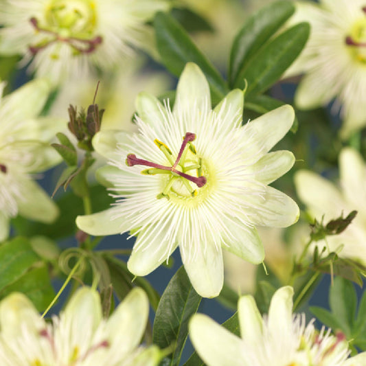 Passiflora Avalanche - Blüte Weiß - Pflegeleicht - 2 Pflanzen - Topf 11cm Höhe 40cm
