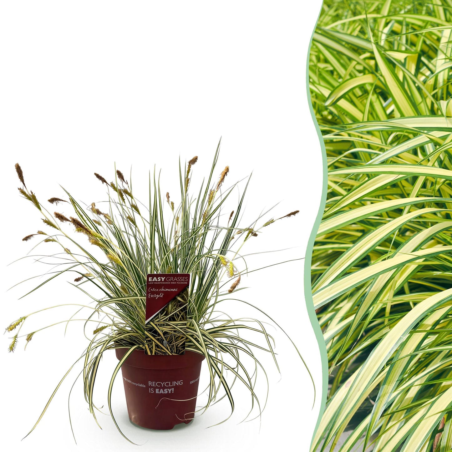 Ziergräser - Carex oshimensis Evergold - Gelb & Grün - 1 Pflanze - Immergrün - Winterhart - Topf 17cm Höhe 50cm