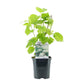 Rispenhortensie - Hydrangea arborescens Annabelle - Blüte Weiß - 3 Pflanzen - 1 m2 - Laubabwerfend - Große Blüten - Topf 17cm Höhe 50cm