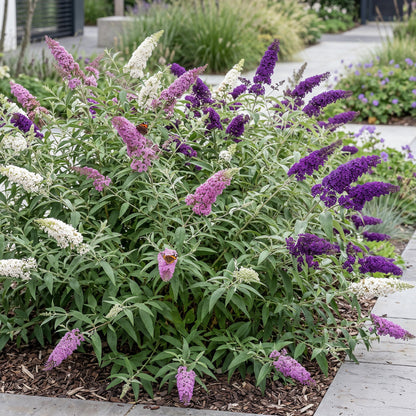 Schmetterlingsstrauch - Buddleja davidii Tricolour - Hardy - Blue - Pink - White - 3 Plants - Pot 17cm - Height 45cm