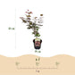 Japanischer Ahorn - Acer palmatum Atropurpureum - Lila - 1 Pflanze - Laubabwerfend - Topf 19cm Höhe 70cm