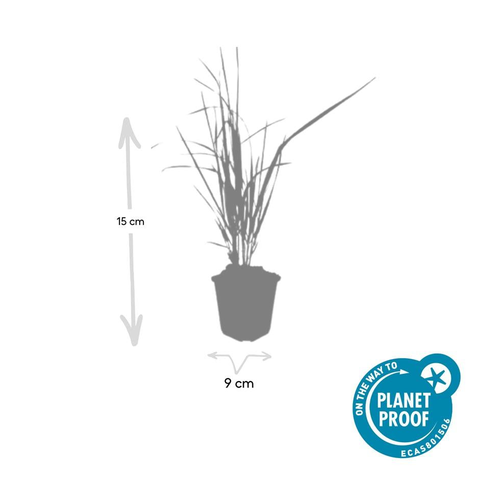 Calamagrostis acut. 'Karl Foerster'  - 48x - ↕10-25cm - Ø9cm
