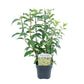 Forsythia intermedia Goldrauch - Blüte Gelb - 1 Pflanze - Laubabwerfend - Wenig Pflege - Topf 17cm Höhe 45cm