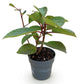 Hydrangea panniculata Living Infinity - Rispenhortensie - Winterhart - Weiß - 1 Pflanze - Topf 12cm - Höhe 20-30cm