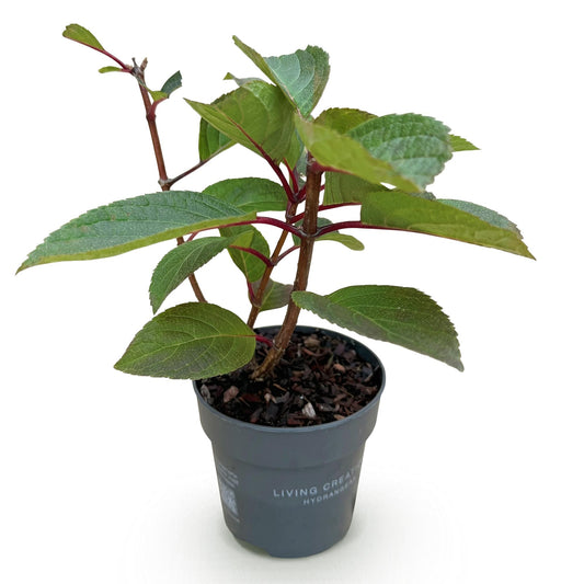 Hydrangea panniculata Living Infinity - Rispenhortensie - Winterhart - Weiß - 1 Pflanze - Topf 12cm - Höhe 20-30cm