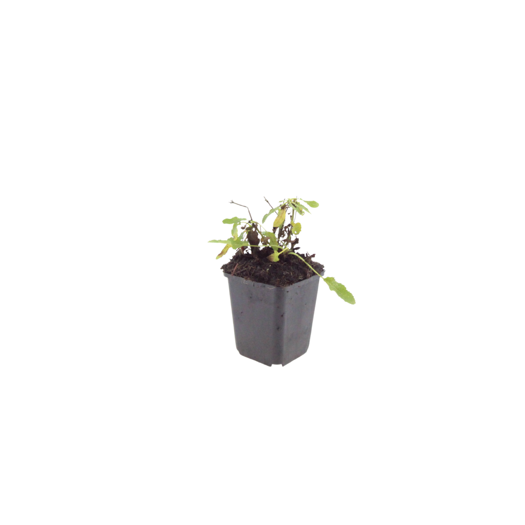 Steppen  Salbei - 6x Salvia n. 'Schneehugel' - ↕10-25cm - Ø9cm