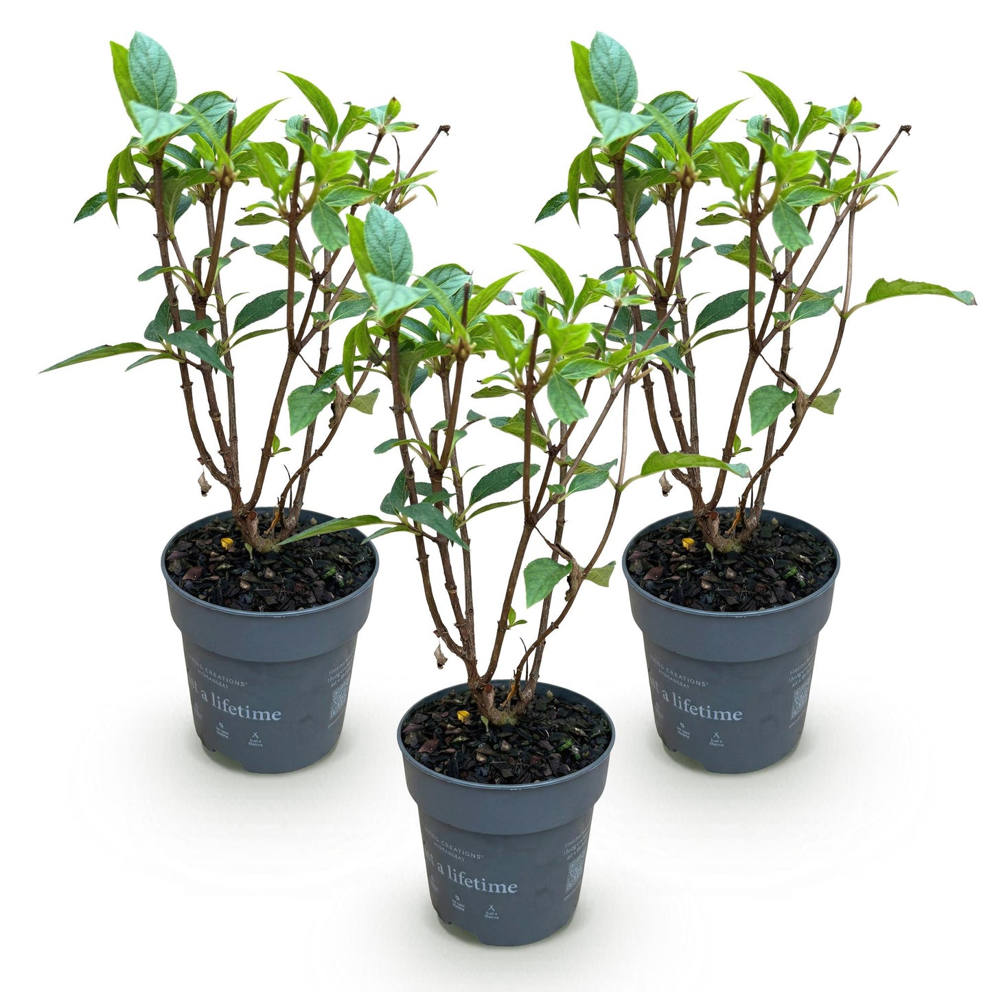 Hydrangea panniculata Living Pink & Rose - Bauernhortensie - Winterhart - Rosa - 3 Pflanzen - Topf 12cm - Höhe 20-30cm