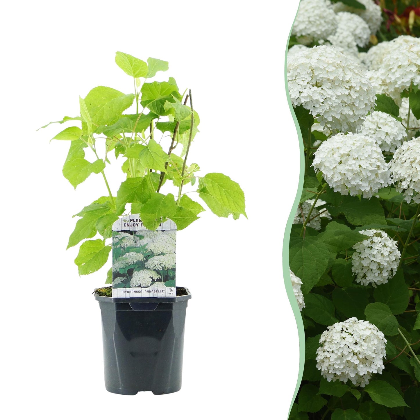 Rispenhortensie - Hydrangea arborescens Annabelle - Blüte Weiß - 1 Pflanze - Laubabwerfend - Große Blüten - Topf 17cm Höhe 50cm