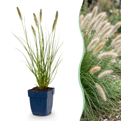 Gras - Pennisetum alop. Hameln - Lampenputzergras - Mit Plume - Grün - 24 Pflanzen - Topf 11cm - Höhe 15-25cm