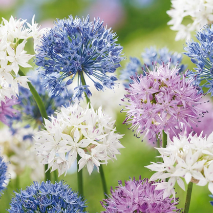 30x Allium Buzzing Beauties - Ornamental onion Buzzing Beauties - Miscellaneous - Summer bloomer - Bulb size 6/7