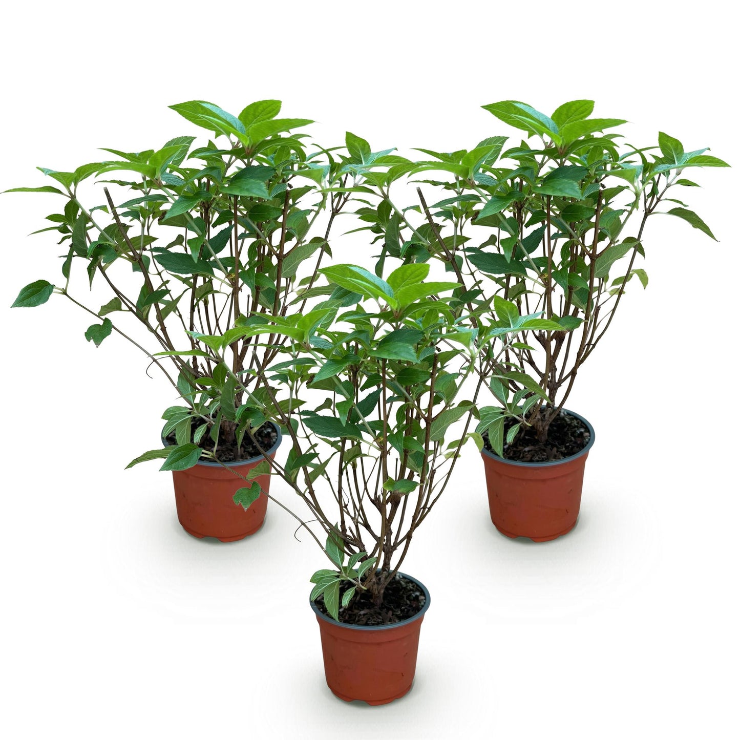 Hydrangea panniculata Limelight - Schneeballhortensie - Winterhart - Limettengrün - 3 Pflanzen - Topf 12cm - Höhe 20-30cm