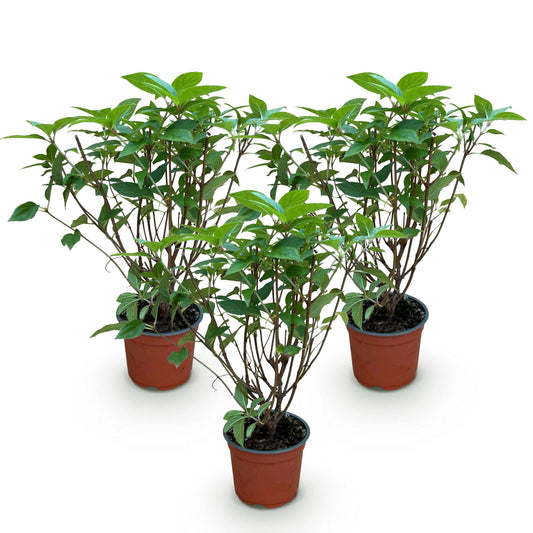 Hydrangea panniculata Limelight - Schneeballhortensie - Winterhart - Limettengrün - 3 Pflanzen - Topf 12cm - Höhe 20-30cm