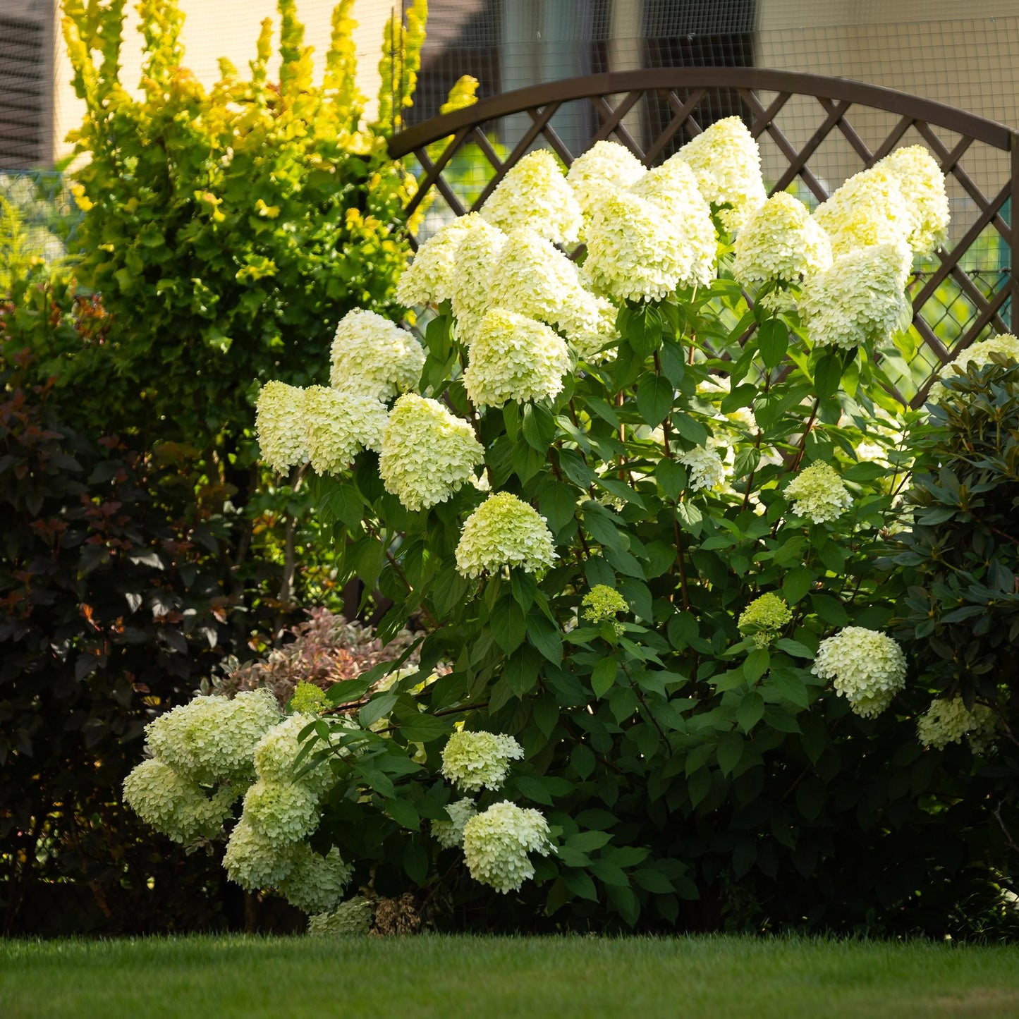 Hydrangea panniculata Limelight - Rispenhortensie - Winterhart - Limettengrün - 1 Pflanze - Topf 12cm - Höhe 20-30cm