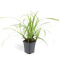 48x Carex morrowii 'Ice Dance' - ↕10-25cm - Ø9cm