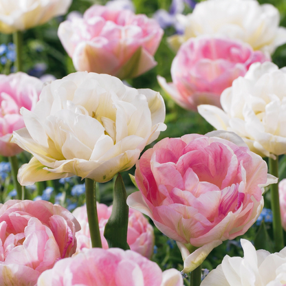 24x Tulipa Double Sensation - Double Sensation tulip - Miscellaneous