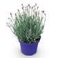 Lavandula angustifolia Hidcote - Lavendel - Winterhart - Lila - 1 Pflanze - Topf 12cm - Höhe 15-25cm