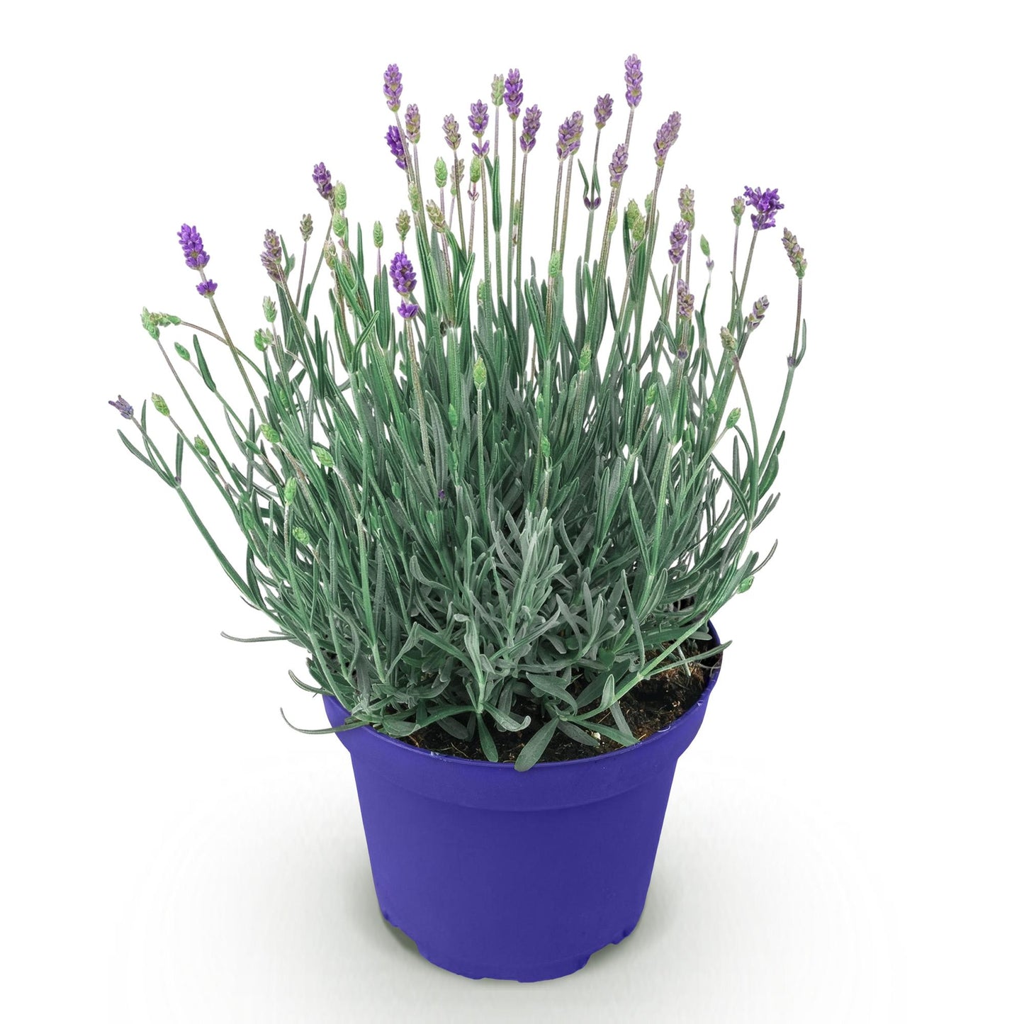 Lavandula angustifolia Hidcote - Lavendel - Winterhart - Lila - 1 Pflanze - Topf 12cm - Höhe 15-25cm