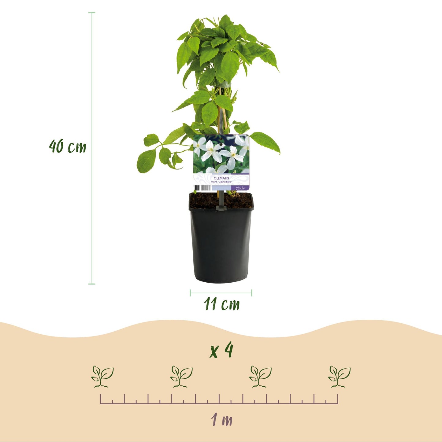 Kletterpflanze - Clematis montana Grandiflora - Blüte Weiß - Frühblühend - Pflegeleicht - 2 Pflanzen - Topf 11cm Höhe 40cm