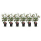 Heckenpflanzen - Photinia fraseri Red Robin - grün rot - 6 Pflanzen - 1 laufender Meter - immergrün - Topf 17cm Höhe 50cm "