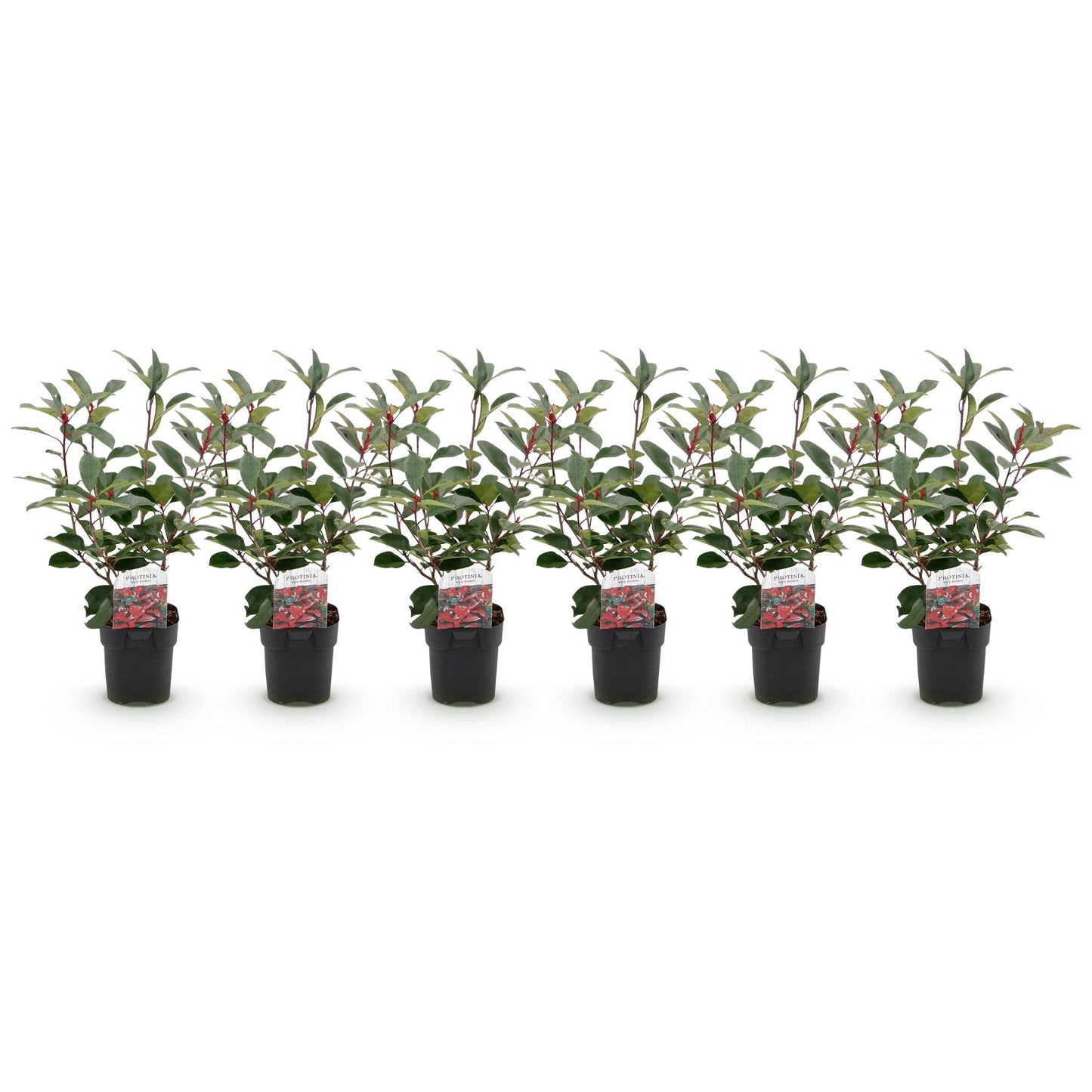 Heckenpflanzen - Photinia fraseri Red Robin - grün rot - 6 Pflanzen - 1 laufender Meter - immergrün - Topf 17cm Höhe 50cm "