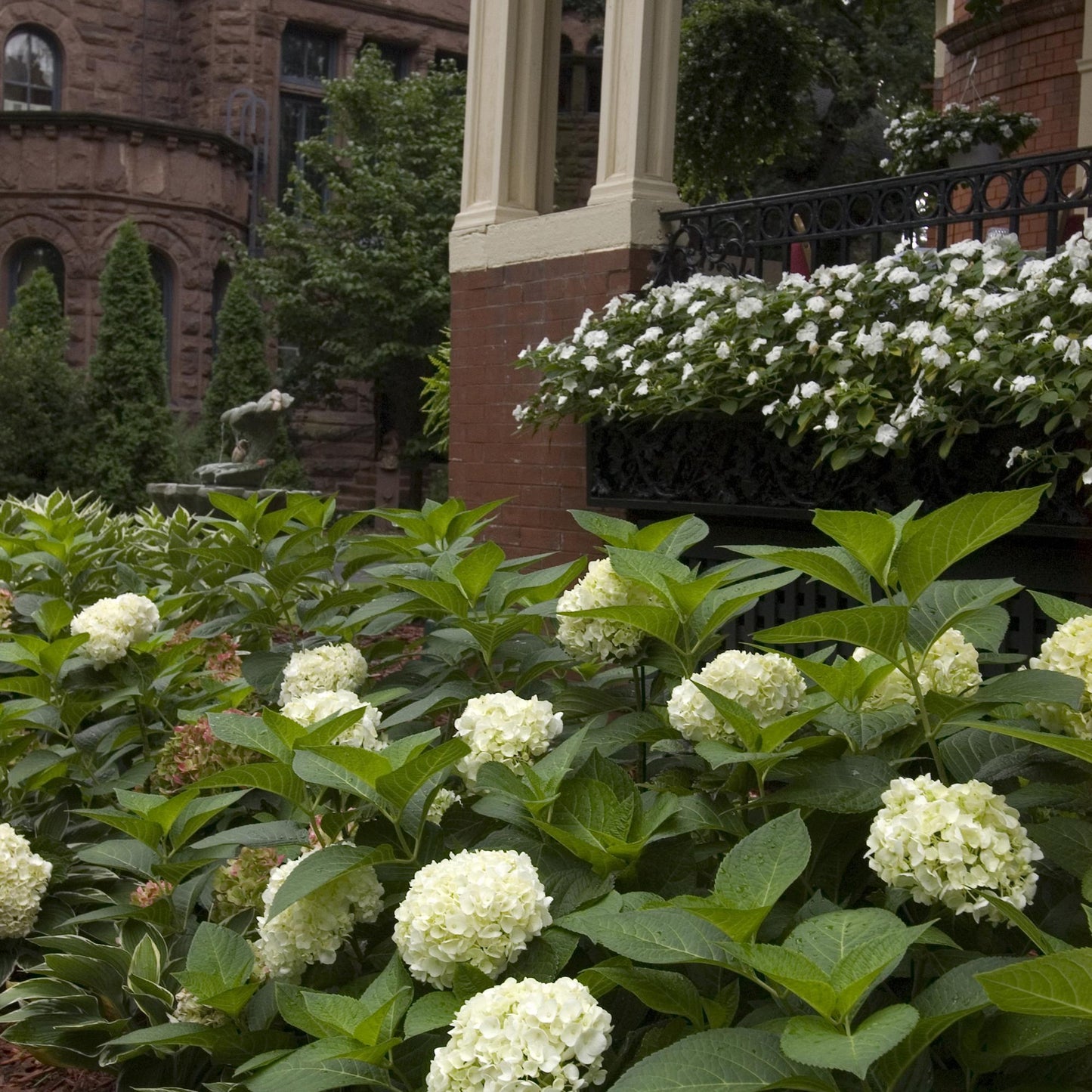 Hydrangea Endless Summer The Bride - Hortensie - Winterhart - Weiß - 8 Pflanzen - Topf 14cm - Höhe 20-25cm