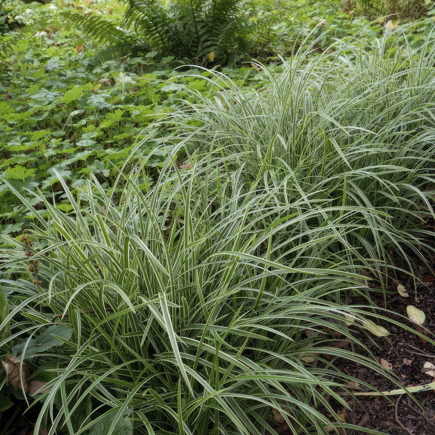 48x Carex morrowii 'Ice Dance' - ↕10-25cm - Ø9cm