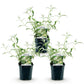 Schmetterlingsstrauch -  Buddleja davidii White Profusion - Hardy - White - 3 Plants - Pot 17cm - Height 45cm