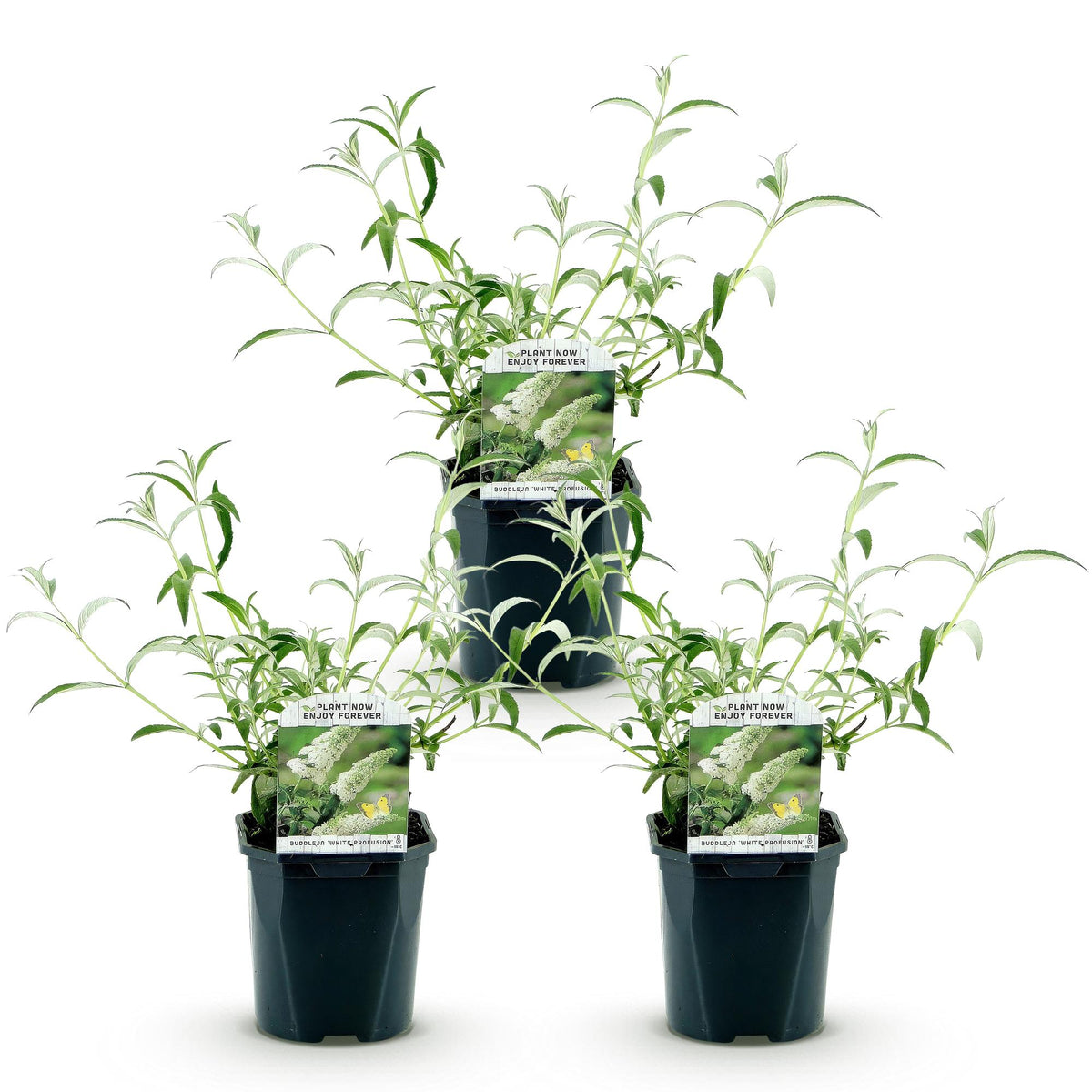 Schmetterlingsstrauch -  Buddleja davidii White Profusion - Hardy - White - 3 Plants - Pot 17cm - Height 45cm
