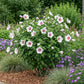 Hibiscus syriacus Hamabo - Garden Hibiscus - Hardy - White - Pink - 3 Plants - Pot 17cm - Height 45cm