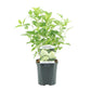 Rispenhortensie - Hydrangea panniculata Limelight - Blüte Creme Weiß - 3 Pflanzen - 1 m2 - Laubabwerfend - Große Blüten - Topf 17cm Höhe 50cm